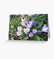 Crocuses Greeting Card