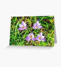 Crocuses Greeting Card
