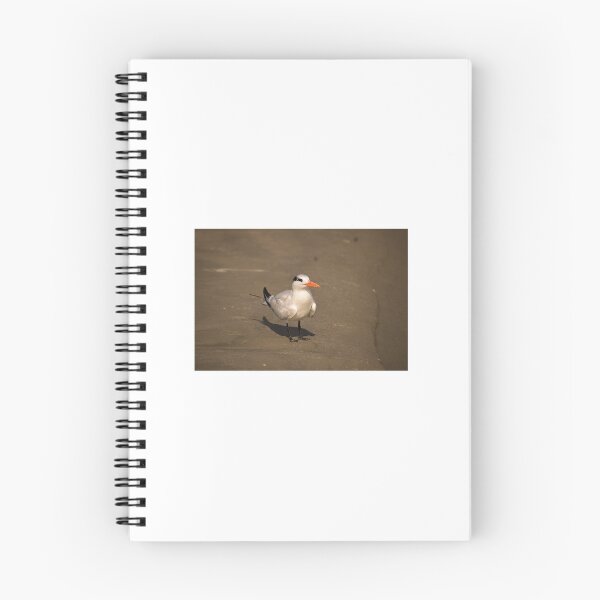 Item preview, Royal Tern designed and sold by litnaturalists.