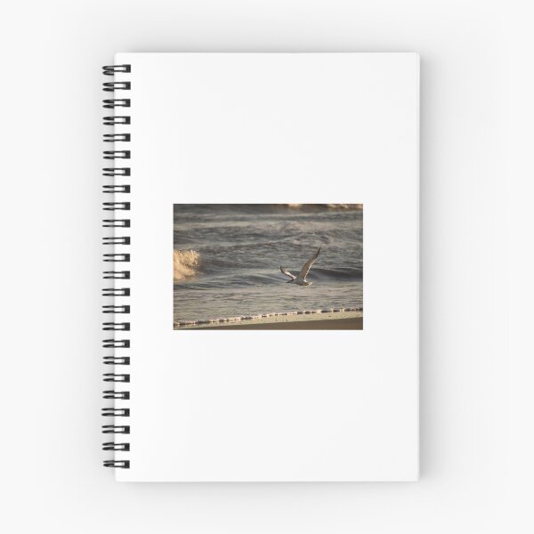 Item preview, Royal Tern designed and sold by litnaturalists.