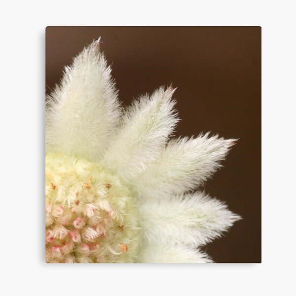 Item preview, Feathery flannel flower ... real close designed and sold by Michael Matthews.