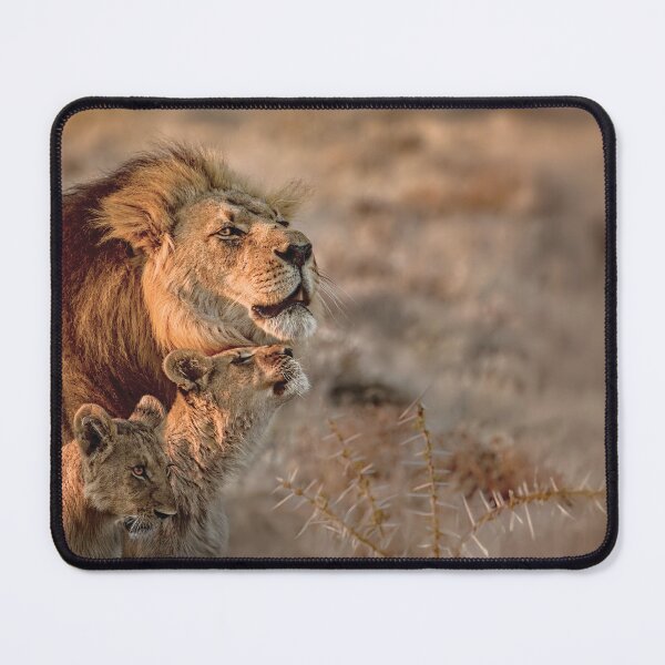 Item preview, Like Father, Like Son, Three Lions In Botswana designed and sold by Kay Brewer.