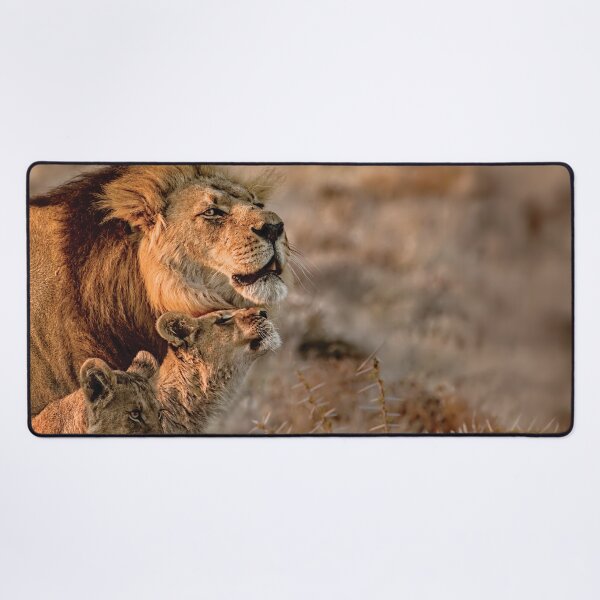 Item preview, Like Father, Like Son, Three Lions In Botswana designed and sold by Kay Brewer.