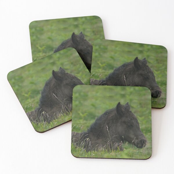 Item preview, Sleepy Dartmoor Foal designed and sold by rawshutterbug.