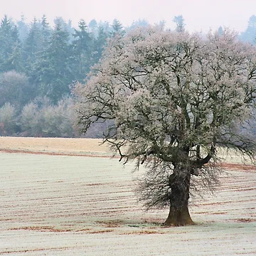 Artwork thumbnail, Winter Tree by Rachel J Bowler