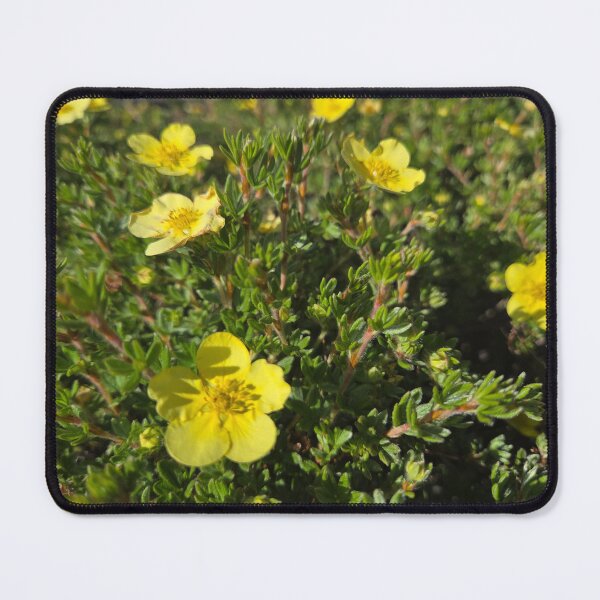 Item preview, Shrubby Cinquefoil designed and sold by Betsy Phillips.