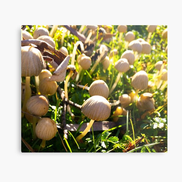 Mushroom Village - No filter Metal Print
