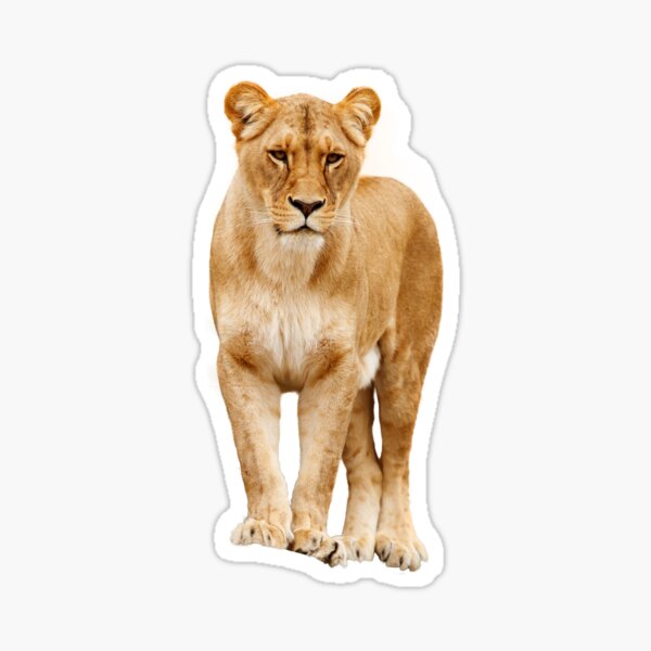 Lion Shirt/Lion Apparel/Lion Accessories-Do you like the king lion? Sticker