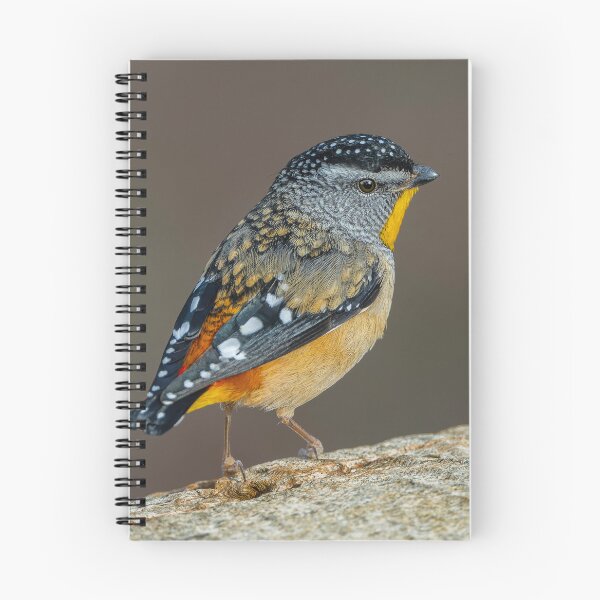 Aperçu de l'œuvre Pardalote tacheté mâle créée et vendue par Nick Vertsonis.