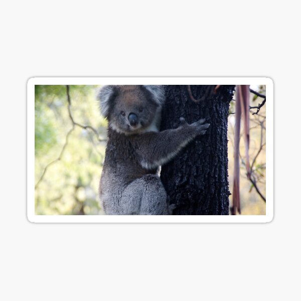 Item preview, Koala at Magpie Springs designed and sold by MagpieSprings.