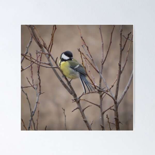 Item preview, Great Tit on Bare Branches - Winter Mood designed and sold by tothkataphoto.