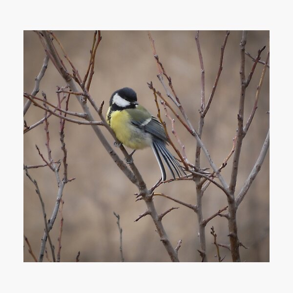 Item preview, Great Tit on Bare Branches - Winter Mood designed and sold by tothkataphoto.