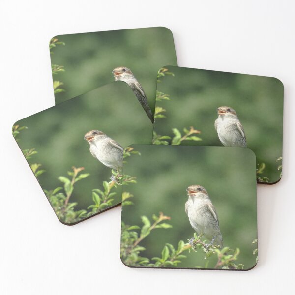 Item preview, Young Red-Backed Shrike on a Summer Branch designed and sold by tothkataphoto.