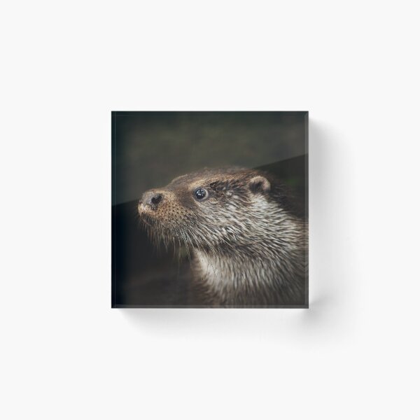 Item preview, Head of an Otter designed and sold by Murph's Images.