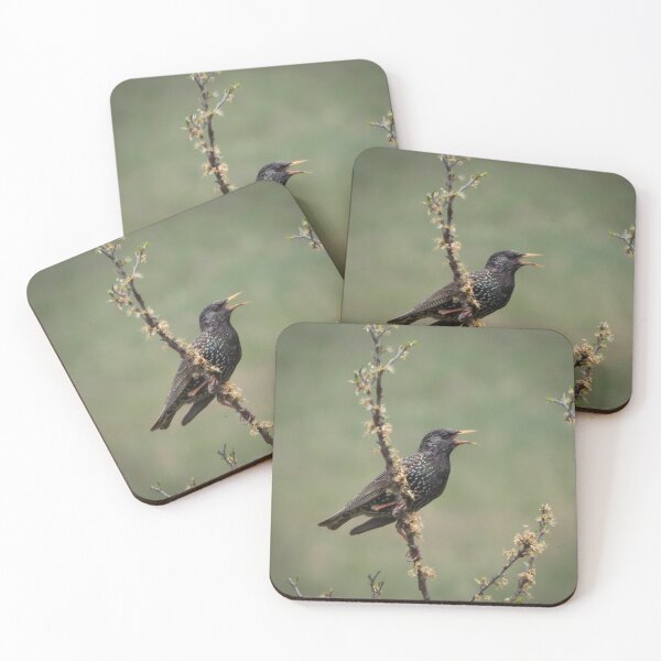 Item preview, Singing Starling on a Spring Branch designed and sold by tothkataphoto.