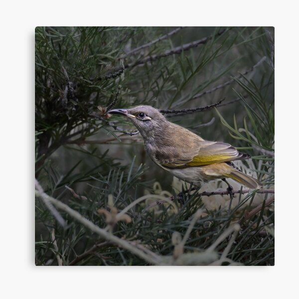 Item preview, Brown Honeyeater designed and sold by susiinoz.