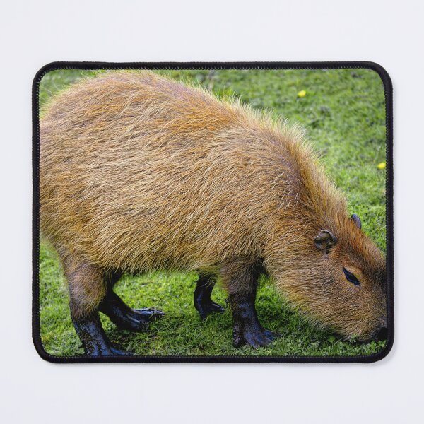 Item preview, Cute Capybara designed and sold by Madcatsanddogs.