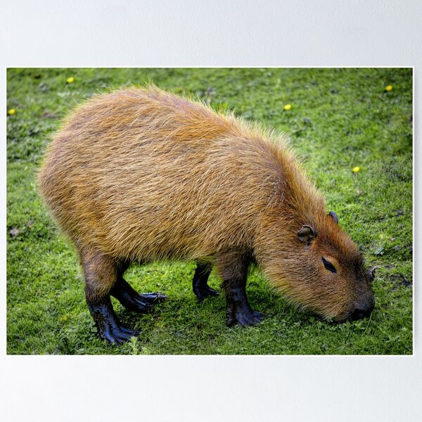 Item preview, Süßes Wasserschwein designed and sold by Madcatsanddogs.