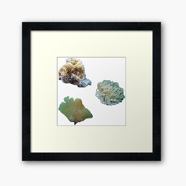Item preview,  Sea anemone designed and sold by Kawaii-Cuteness.