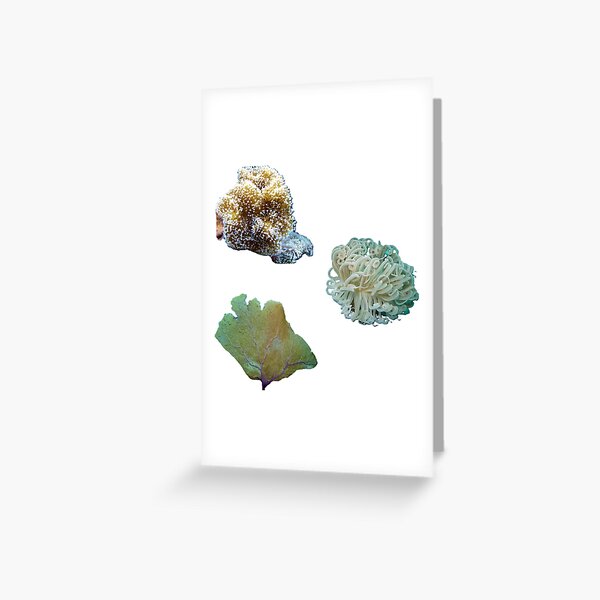 Item preview,  Sea anemone designed and sold by Kawaii-Cuteness.