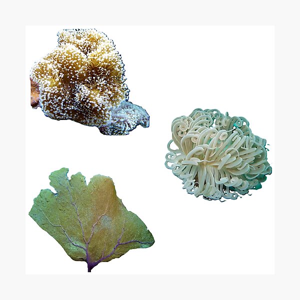 Item preview,  Sea anemone designed and sold by Kawaii-Cuteness.