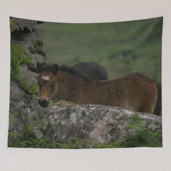 Aperçu de l'œuvre Poulain Dartmoor créée et vendue par rawshutterbug.