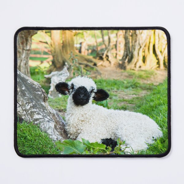 Item preview, Valais Blacknose Lamb designed and sold by Jane Stanley Photography.
