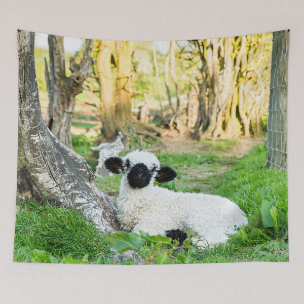 Item preview, Valais Blacknose Lamb designed and sold by Jane Stanley Photography.