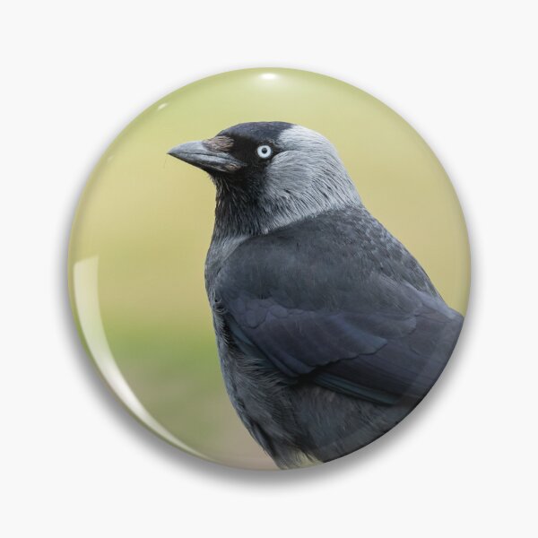 Item preview, Jackdaw on a Wall designed and sold by Jane Stanley Photography.