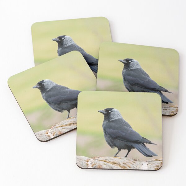 Item preview, Jackdaw on a Wall designed and sold by Jane Stanley Photography.