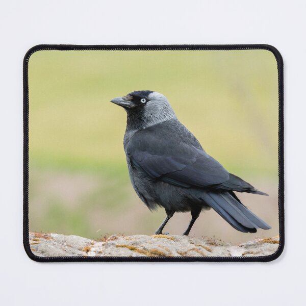 Item preview, Jackdaw on a Wall designed and sold by Jane Stanley Photography.