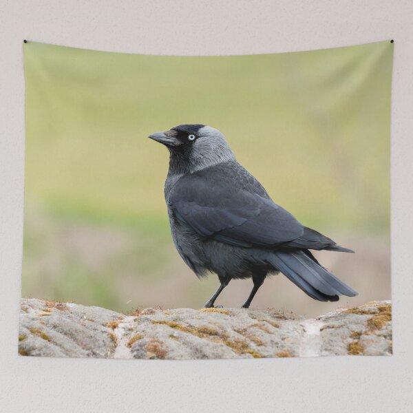 Item preview, Jackdaw on a Wall designed and sold by Jane Stanley Photography.