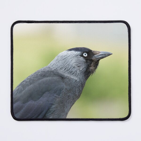 Item preview, Jackdaw Profile designed and sold by Jane Stanley Photography.
