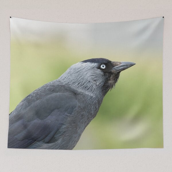 Item preview, Jackdaw Profile designed and sold by Jane Stanley Photography.