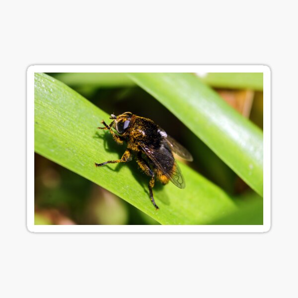 Artikel-Vorschau von Schwebfliegen mit Pollen bedeckt, designt und verkauft von GreyFeatherPhot.