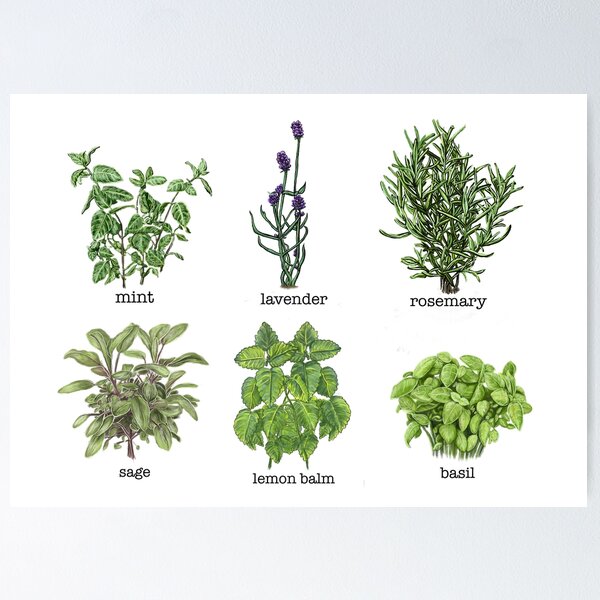 Item preview, Common Garden herbs designed and sold by Veganheathen.