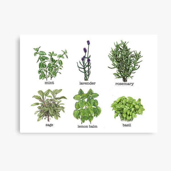 Item preview, Common Garden herbs designed and sold by Veganheathen.