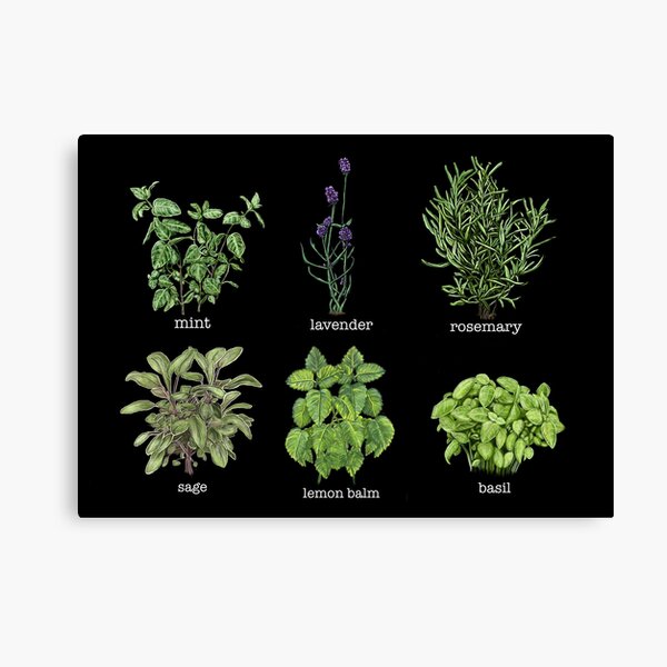Item preview, Light text version of Common Garden herbs designed and sold by Veganheathen.