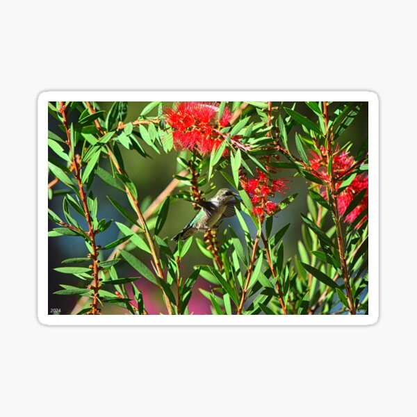 Item preview, Hungry Hummer designed and sold by LisaWootenPhoto.