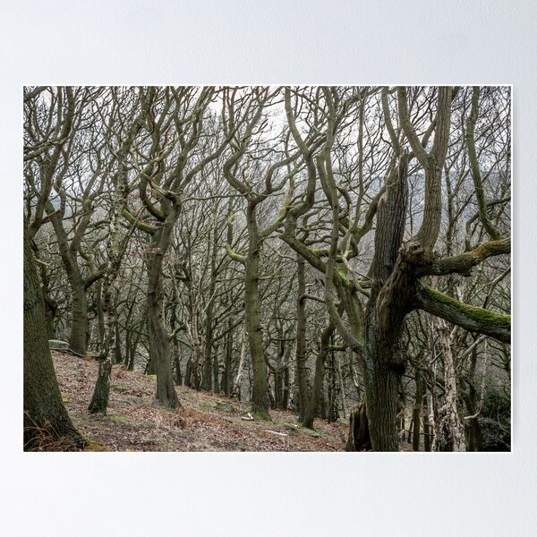Item preview, Twisted Winter Trees – Ancient Woodland Scene designed and sold by bailey-cooper.