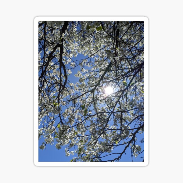 Item preview, Blossom designed and sold by Kindly-Reconsider .