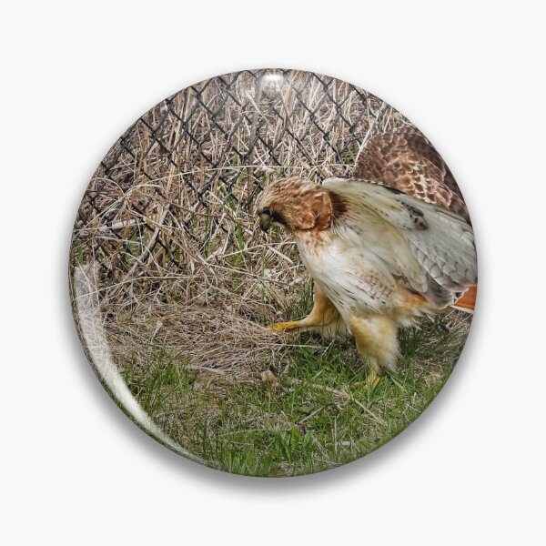 Item preview, Red tailed hawk, Madison, Wisconsin 2 designed and sold by StevenRalserPhoto.