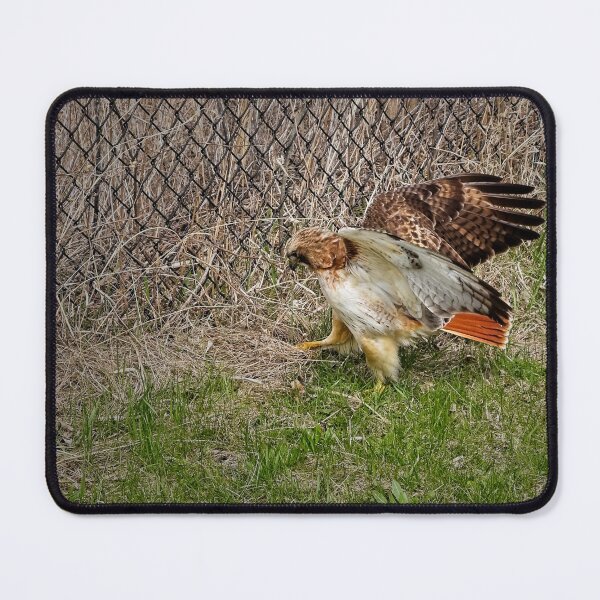 Item preview, Red tailed hawk, Madison, Wisconsin 2 designed and sold by StevenRalserPhoto.