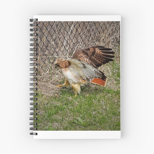Item preview, Red tailed hawk, Madison, Wisconsin 2 designed and sold by StevenRalserPhoto.