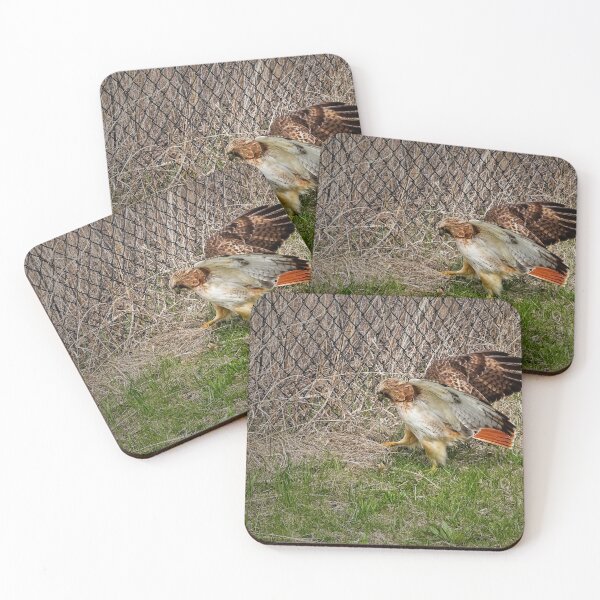 Item preview, Red tailed hawk, Madison, Wisconsin 2 designed and sold by StevenRalserPhoto.