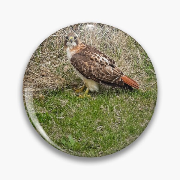 Item preview, Red tailed hawk, Madison, Wisconsin designed and sold by StevenRalserPhoto.
