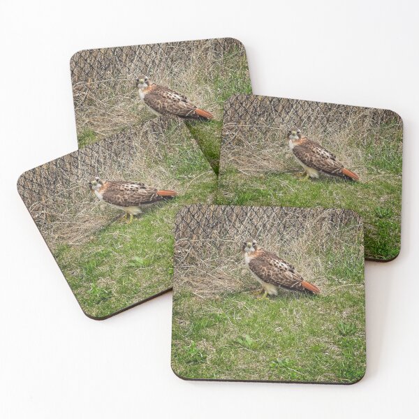 Item preview, Red tailed hawk, Madison, Wisconsin designed and sold by StevenRalserPhoto.