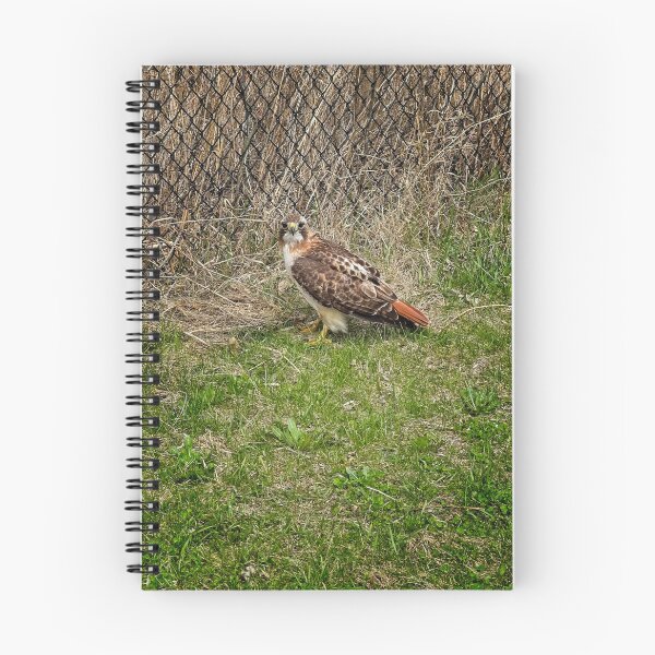 Item preview, Red tailed hawk, Madison, Wisconsin designed and sold by StevenRalserPhoto.
