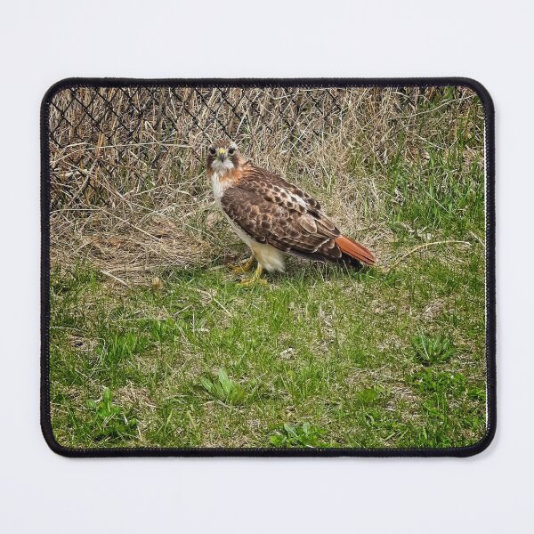 Item preview, Red tailed hawk, Madison, Wisconsin designed and sold by StevenRalserPhoto.