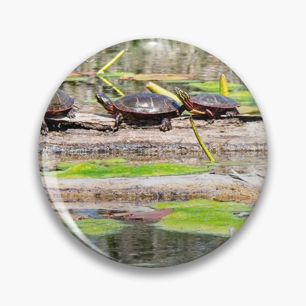 Item preview, Turtles on Log, Madison, WI designed and sold by StevenRalserPhoto.